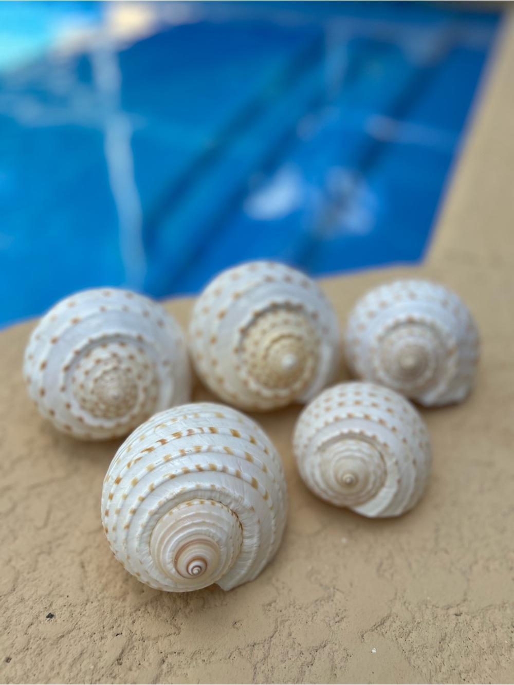 Set of 5 Spotted Tun shell (Tonna tessellata) Shells